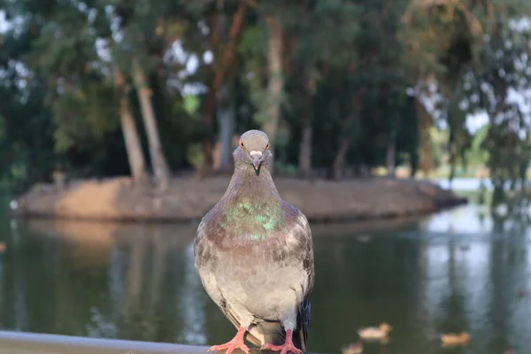 Proud Pigeon Stands Stares Left Background Lake National Park Ramat — Stock Photo, Image