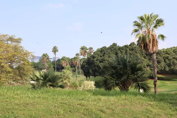 Edith Wolfson Park Tel Aviv Ban Található Izrael Friss Zöld — Stock Fotó