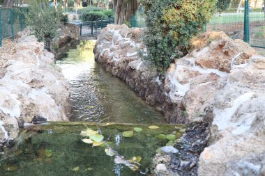 Petah Tikva İsrail 'deki Yad LaBanim Parkı' nda Japon balığı, şelale ve yeşil bitkilerle dolu bir ekolojik göl bulunuyor.