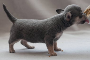 Gri arka planda küçük köpek yavrusu.