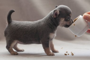 Gri arka planda küçük köpek yavrusu.