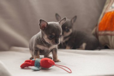 Gri arka planda küçük köpek yavrusu.