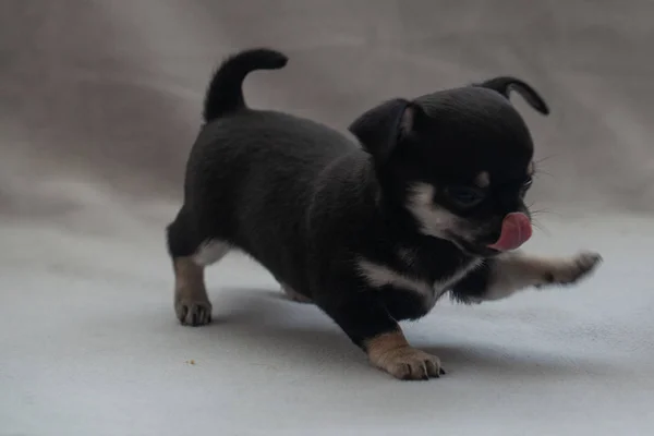 灰色の背景に小さな子犬 — ストック写真