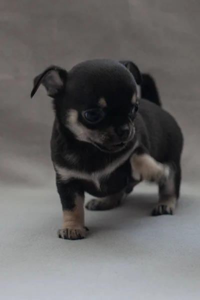 Pequeño Cachorro Sobre Fondo Gris —  Fotos de Stock