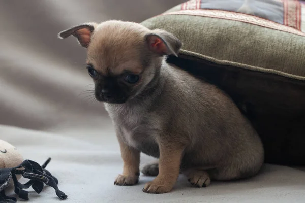 Gri Arka Planda Küçük Köpek Yavrusu — Stok fotoğraf