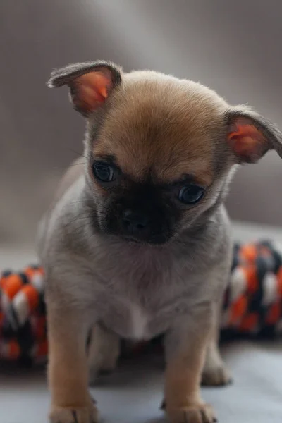 灰色の背景に小さな子犬 — ストック写真