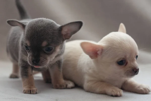 Gri Arka Planda Küçük Köpek Yavrusu — Stok fotoğraf