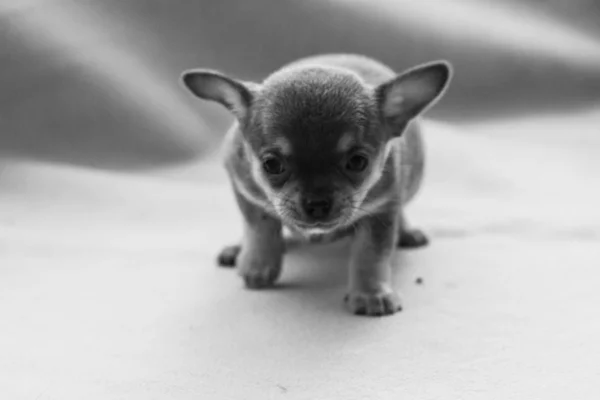 Pequeno Cachorro Fundo Cinza — Fotografia de Stock