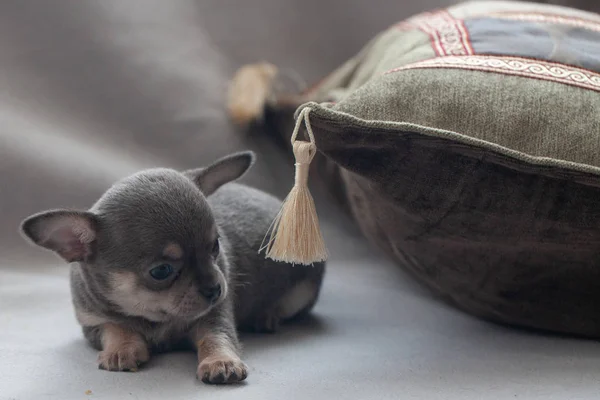 Gri Arka Planda Küçük Köpek Yavrusu — Stok fotoğraf