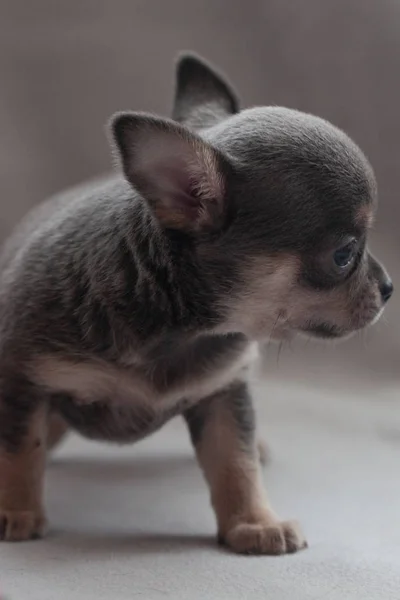 Little Puppy Gray Background — Stock Photo, Image