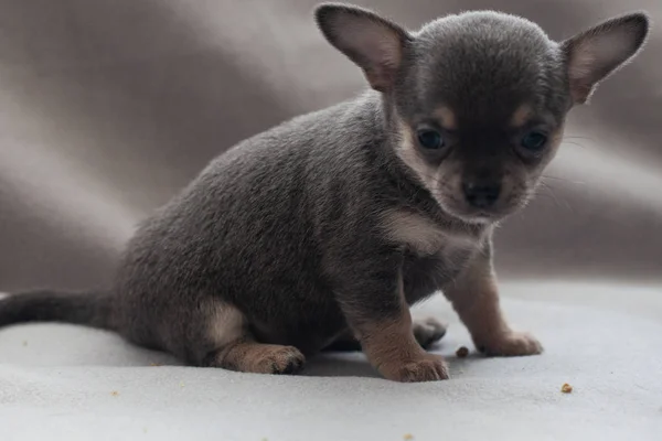 Gri Arka Planda Küçük Köpek Yavrusu — Stok fotoğraf