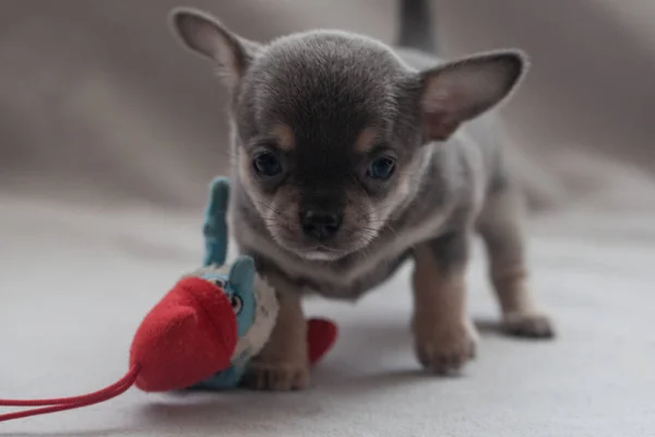 Gri Arka Planda Küçük Köpek Yavrusu — Stok fotoğraf