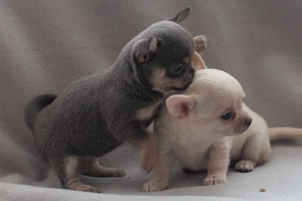 Kleine Puppy Een Grijze Achtergrond — Stockfoto