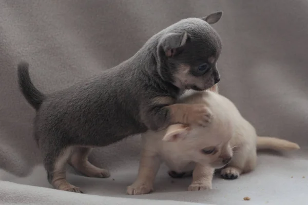 Little Puppy Gray Background — Stock Photo, Image