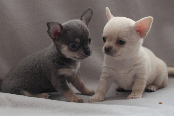 Little Puppy Gray Background — Stock Photo, Image