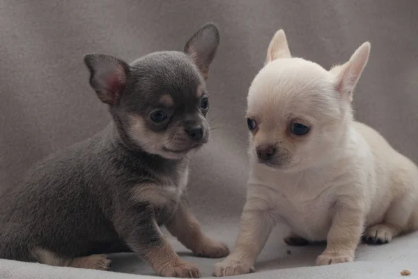 Gri Arka Planda Küçük Köpek Yavrusu — Stok fotoğraf