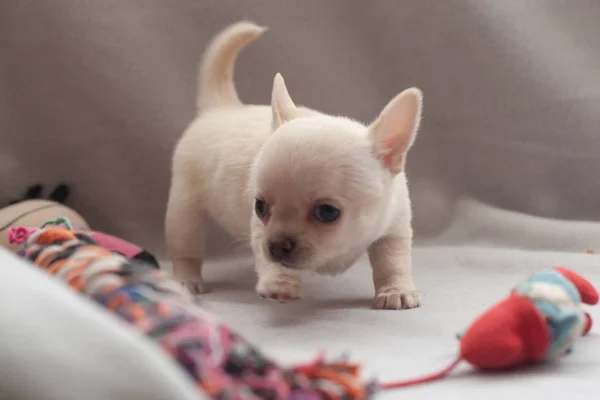 Gri Arka Planda Küçük Köpek Yavrusu — Stok fotoğraf