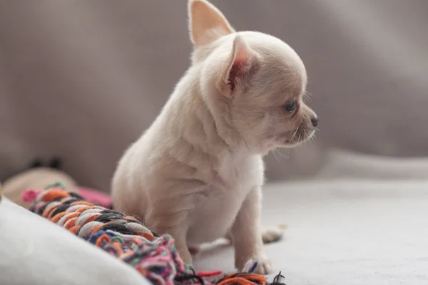 Piccolo Cucciolo Sfondo Grigio — Foto Stock