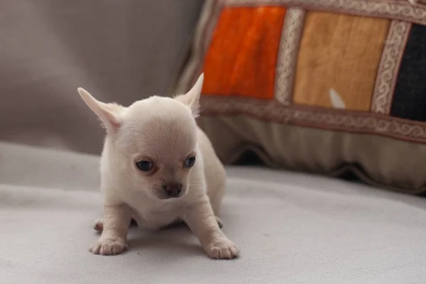 灰色の背景に小さな子犬 — ストック写真