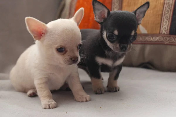 灰色の背景に小さな子犬 — ストック写真