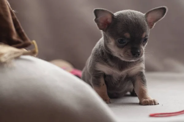 Gri Arka Planda Küçük Köpek Yavrusu — Stok fotoğraf