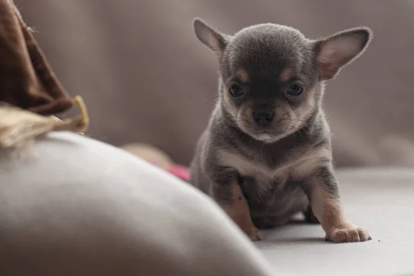 Pequeño Cachorro Sobre Fondo Gris —  Fotos de Stock