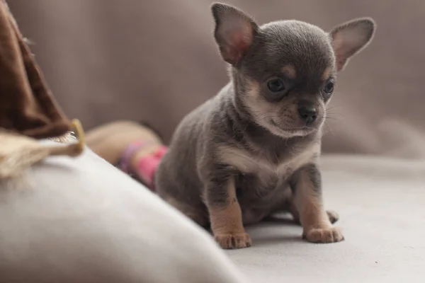 Kleine Puppy Een Grijze Achtergrond — Stockfoto