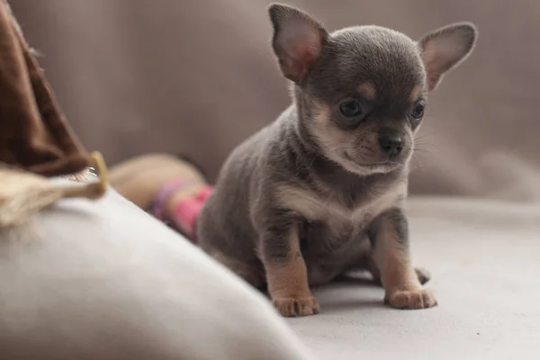 Gri Arka Planda Küçük Köpek Yavrusu — Stok fotoğraf