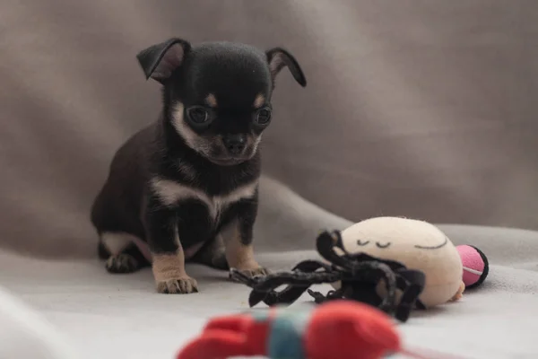 灰色の背景に小さな子犬 — ストック写真