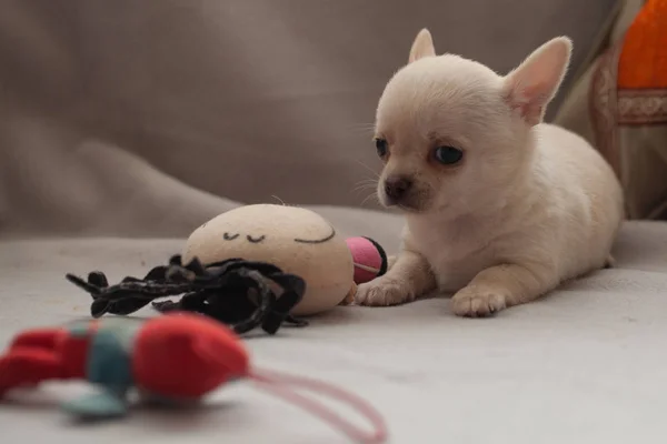 Kleine Puppy Een Grijze Achtergrond — Stockfoto