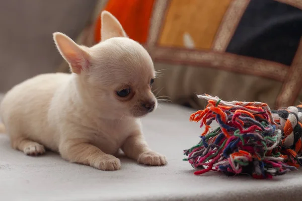 Gri Arka Planda Küçük Köpek Yavrusu — Stok fotoğraf