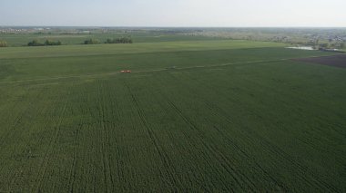 Gün batımında doğa. Yeşil ormanın görünümü