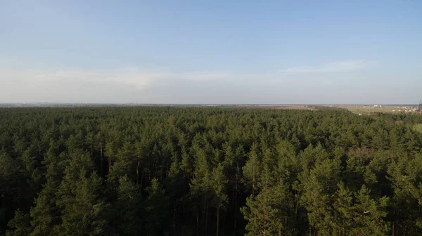 Natura Tramonto Vista Sulla Foresta Verde — Foto Stock