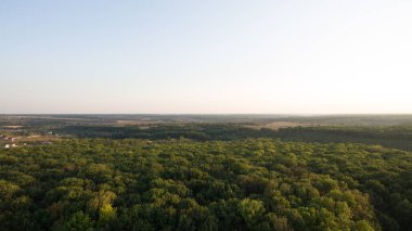 Yeşil orman ve yüksek ağaçlar.