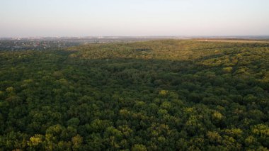 Yeşil orman ve yüksek ağaçlar.