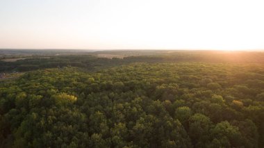 Yeşil orman ve yüksek ağaçlar.
