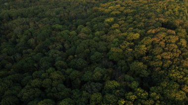 Yeşil orman ve yüksek ağaçlar.