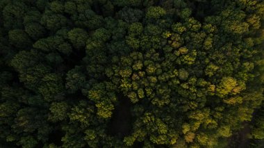 Yeşil orman ve yüksek ağaçlar.