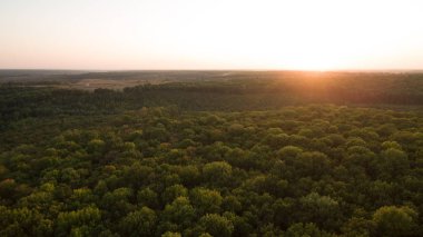 Yeşil orman ve yüksek ağaçlar.