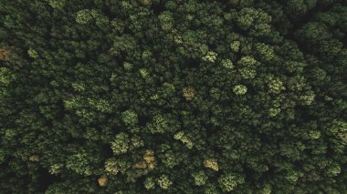 Yeşil orman ve yüksek ağaçlar.