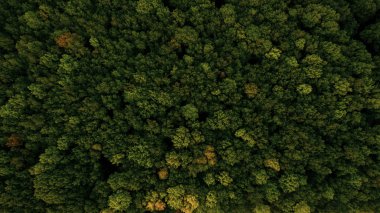 Green forest and many trees from a height. clipart