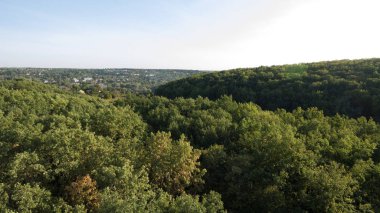 Yeşil orman ve yüksek ağaçlar.