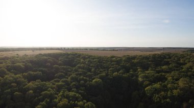 Yeşil orman ve yüksek ağaçlar.