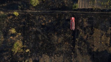 Yeşil orman ve yüksek ağaçlar.