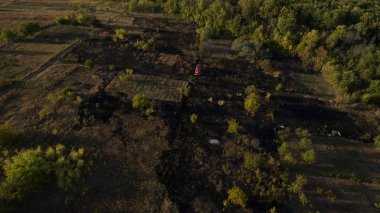 Yeşil orman ve yüksek ağaçlar.