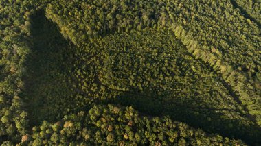 Yeşil orman ve yüksek ağaçlar.