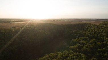 Yeşil orman ve yüksek ağaçlar.