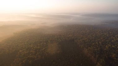 Günbatımında sonbahar ormanlarının arasındaki yol..