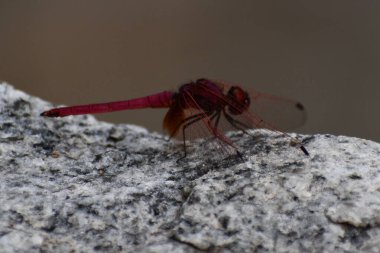 Güzel kırmızı ejderha sineği, yakın plan bir kayanın üzerinde oturuyor. 