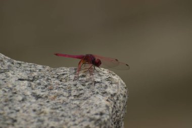 Güzel kırmızı ejderha sineği, yakın plan bir kayanın üzerinde oturuyor. 